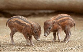 聖地亞哥動物園降生小疣豬
