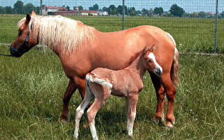 世界第一匹克隆馬出生