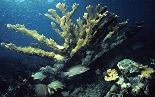 保护美国环境 借助亚洲牡蛎