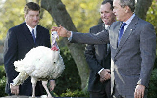 感恩节前夕布什在白宫特赦火鸡