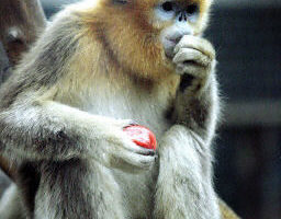 中国著名的金丝猴濒临灭绝