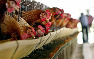 歐盟下令暫停進口泰國禽鳥及相關產