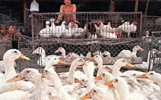 中国首发禽流感？ 广西传200只鸭死亡