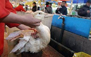 防禽流感內鬆外緊 中國公眾反應冷漠