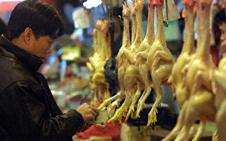 世衛：中國禽流感可能更嚴重