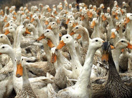 中国处理禽流感 重蹈隐瞒SARS覆辙