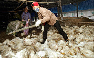 禽流感蔓延如此之快 亞洲沒有安全的地方
