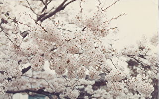 诗: 京都之春