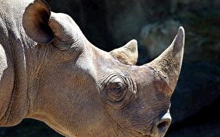 非洲濒危黑白犀牛数目回升