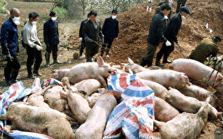「中國沒發現豬感染禽流感」 此地無銀?