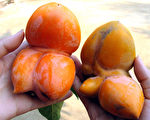 組圖：安徽六安驚現「多胞胎」連體柿子