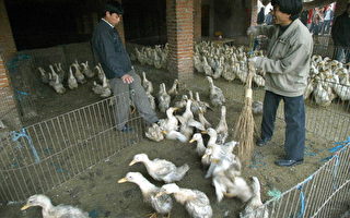 世卫警告鸭子是高病原性禽流感传染重要嫌犯
