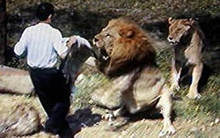组图：台湾一男子闯入动物园狮舍幸仅轻伤