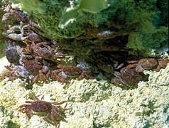 龜山島海底怪方蟹專吃熱泉噴口浮游生物