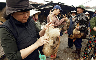 越南少女证实染禽流感