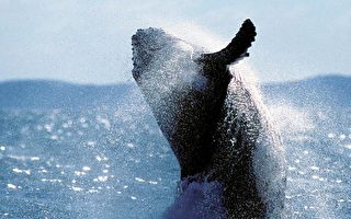 日拟捕杀座头鲸 澳洲反应软弱遭指责