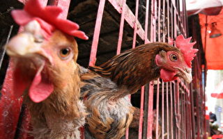 香港雞隻抽檢近七成含耐藥菌 抗生素濫用引憂