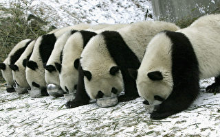 中国卧龙大熊猫博物馆游客最爱