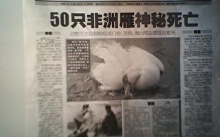 大連50隻非洲雁神秘死亡