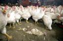 印尼首度证实境内禽流感丧生病例