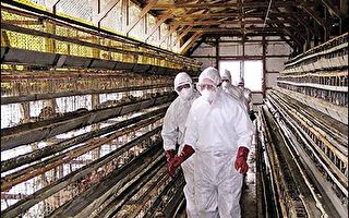 日本茨城县再爆发禽流感