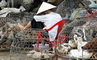 禽流感蔓延  科學家：從亞洲開始
