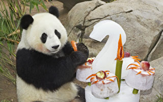 小熊猫美生过2岁生日