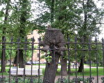 無奇不有： 彼得堡市的怪樹