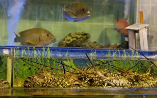 五種內地淡水魚含致癌孔雀石綠
