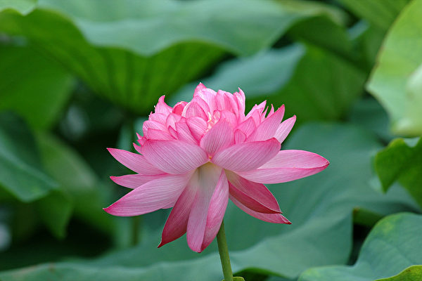 红(粉色)莲(大纪元) 红(粉色)莲(大纪元)