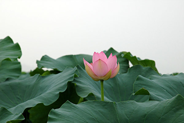 红(粉色)莲(大纪元) 红(粉色)莲(大纪元)
