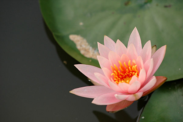 睡莲(大纪元) 睡莲(大纪元)