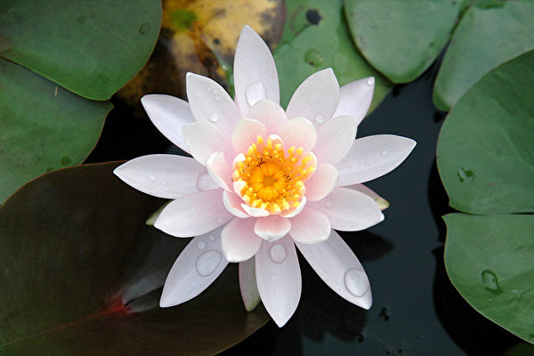 睡莲(大纪元) 睡莲(大纪元)