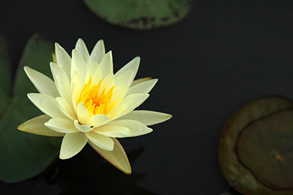 黄睡莲(大纪元) 黄睡莲(大纪元)