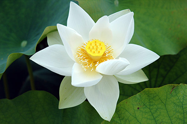 白莲(大纪元) 白莲(大纪元)