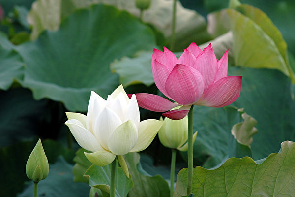 红莲与白莲(大纪元) 红莲与白莲(大纪元)