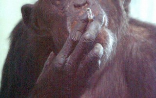 組圖：26歲母猩猩盼招婿戒煙癮
