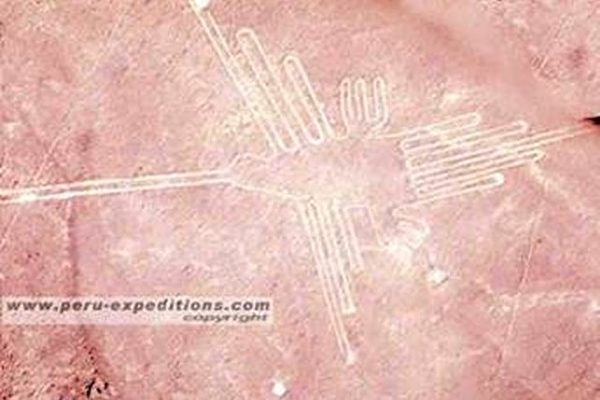 巨大的蜂鸟(图片提供:Peru Expeditions) 巨大的蜂鸟(图片提供:Peru Expeditions)