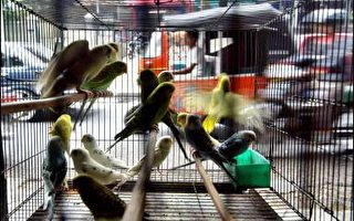 印尼证实境内第十二宗人类禽流感病例