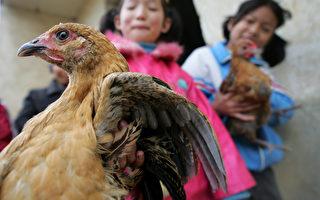 病毒專家稱中國各角落都有禽流感病毒