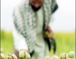 入不敷出  阿富汗農民計劃恢復種植鴉片