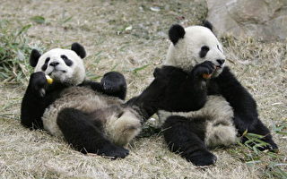 熊猫学台湾方言? 小心北京统战