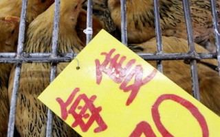 紐時﹕香港病毒凸顯中共隱禽流感疫情