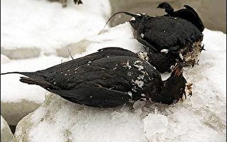 爱沙尼亚海面浮油污染恐使三万五千海鸟死亡