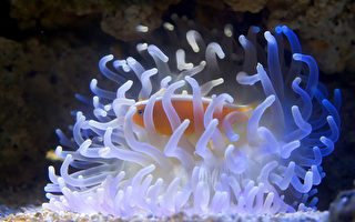 攝影欣賞：絢麗多彩的海底世界