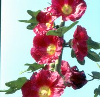 【花与花的故事】万紫千红 、堂皇壮观的蜀葵(上)