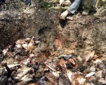 印尼出現第二十個禽流感死亡病例