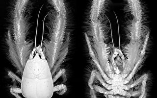 科学家在太平洋深处发现毛绒绒怪虾