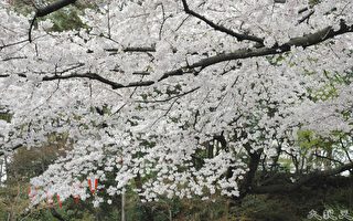 組圖：東京上野櫻花爛漫