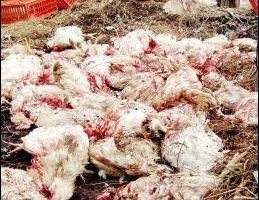 印尼証實第24起禽流感死亡病例